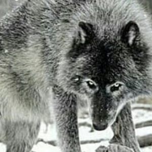 Meet your Posher, Ali